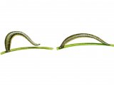 Illustration of Leech (showing mode of locomotion) (#2289)
