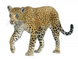 Illustration of Leopard (Panthera pardus) (#0570)