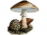 Illustration of Lepiota aspera (Freckled Dapperling) (#1693)