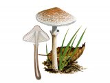 Illustration of Lepiota cristata (#3351)