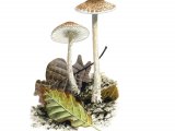 Illustration of Lepiota echinella var. echinella (#3422)