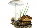 Illustration of Lepiota forquignonii (#3481)