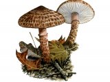Illustration of Lepiota fuscovinacea (#3509)