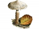 Illustration of Lepiota jacobi (#3511)