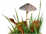 Illustration of Lepiota lilacea (#3508)