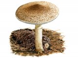 Illustration of Lepiota ochraceofulva (#3488)