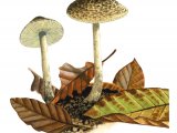 Illustration of Lepiota xanthophylla (#3458)