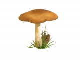 Illustration of Lepista irina (Flowery Blewit) (#3991)