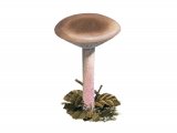 Illustration of Lepista nuda (Wood Blewit) (#3992)