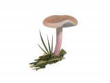 Illustration of Lepista sordida (#3941)