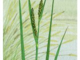 Illustration of Lesser Pond Sedge (Carex Acutiformis) (#4386)