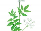 Illustration of Lesser Water Parsnip (Berula erecta) (#2810)