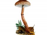 Illustration of Leucoagaricus croceovelutinus (#3524)