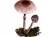 Illustration of Leucoagaricus ionidicolor (#3525)