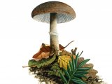 Illustration of Leucoagaricus pilatianus (#3517)