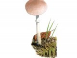 Illustration of Leucoagaricus sublittoralis (#3520)