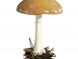 Illustration of Leucocortinarius bulbiger (White Webcap) (#3600)