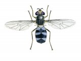 Illustration of Hoverfly (female) (Leucozona glaucia) (#4080)