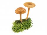 Illustration of Lichenomphalia umbellifera (Heath Navel) (#3923)