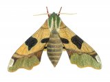 Illustration of Lime Hawk Moth (Mimas tiliae) (#1246)