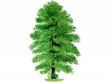 Illustration of Small Leaved Lime   Tree (Tilia cordata) (#0992)