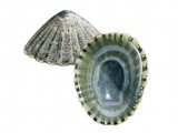 Illustration of Limpet (Common) Patella vulgata (#0770)