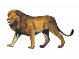 Illustration of Lion (Panthera leo) (#4178)