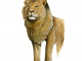 Illustration of Lion, Panthera leo, Lion (Panthera leo) (#3363)