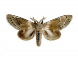 Illustration of Lobster Moth (Stauropus fagi) (#2474)