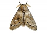 Illustration of Lobster Moth (Stauropus fagi) (#2475)
