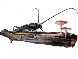 Illustration of Musk Beetle (Aromia moschata), (#1027)
