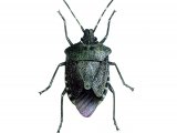 Illustration of Lurid Shield Bug (Troilus luridus) (#1696)