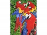 Illustration of Macaws (Scarlet) Ara macao (#0864)