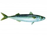 Illustration of Mackerel (Scomber scombrus (#2049)