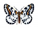 Illustration of Magpie Moth (Abraxas grossulariata) (#2041)