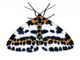 Illustration of Magpie Moth (Abraxas grossulariata) (#2042)