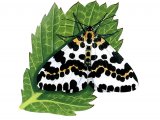 Illustration of Magpie Moth (Abraxas grossulariata) (#2868)