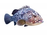 Illustration of Malabar Grouper (Epinephelus malabaricus) (#3423)
