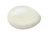 Illustration of Mallard egg (Anas platyrhyncho) (#2447)