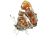 Illustration of Map Butterfly (Araschnia levana) (#4290)