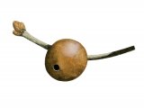 Illustration of Marble Gall (Andricus kollari) (#2875)