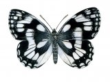 Illustration of Marbled White (Melanargia galathea) (#2323)