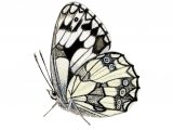 Illustration of Marbled White (Melanargia galathea) (#2324)