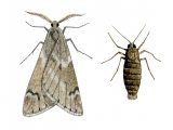Illustration of March Moth (Alsophila aescularia) (#3411)