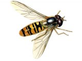 Illustration of Hoverfly (Marmalad) Episyrphus balteatus (#0984)