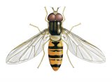 Illustration of Marmalade hoverfly (Episyrphus balteatus) (#2627)