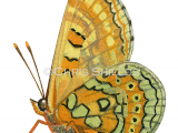 Illustration of Marsh Fritillary (Eurodryas aurinia) (#1468)