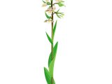 Illustration of Marsh Helleborine (Epipactis palustris) (#3384)