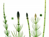 Illustration of Marsh Horsetail (Equisetum palustre) Left. Water Horsetail (E. fluviatile) right. (#0830)