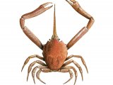 Illustration of Masked Crab (Corystes cassivelaunus) (#1838)